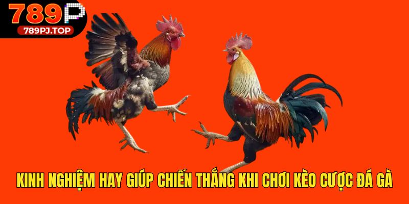 Kinh nghiệm hay giúp chiến thắng khi chơi kèo cược đá gà