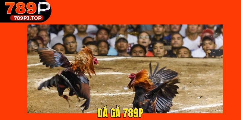 kèo cược đá gà