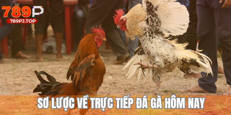 Tổng quan các dữ liệu hấp dẫn về trực tiếp đá gà hôm nay