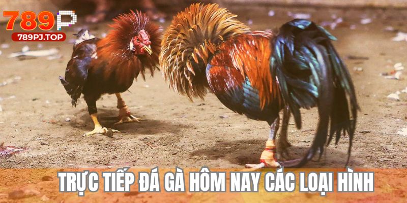 Điểm danh các loại hình chơi trực tiếp đá gà hôm nay được ưa chuộng
