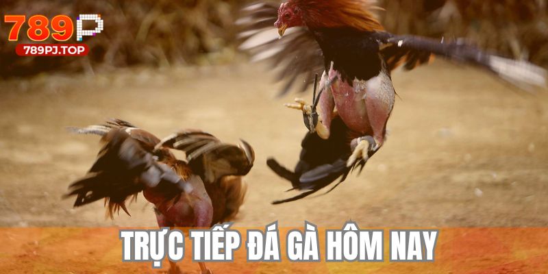 trực tiếp đá gà hôm nay