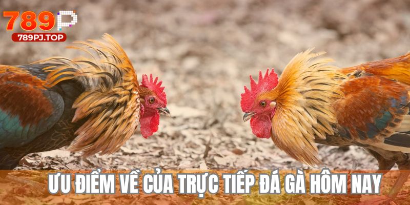 Ưu điểm nổi bật khi trải nghiệm các sảnh chọi kê